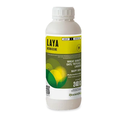 LAYA